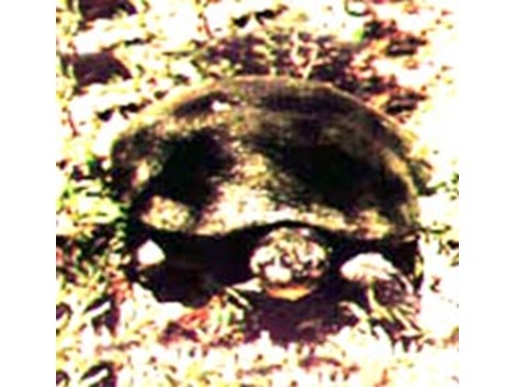 Tartaruga da Amazônia 